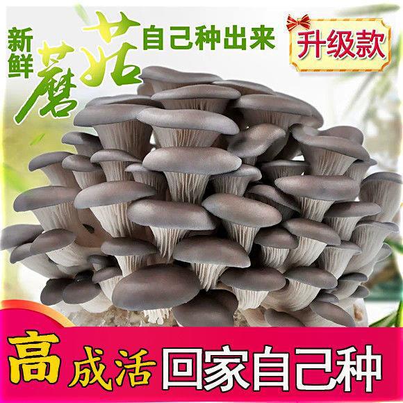 Упаковка для съедобных грибов, грибы шиитаке, красные устрицы, легкие в выращивании подарки для детей, горшечные суккуленты в офисе