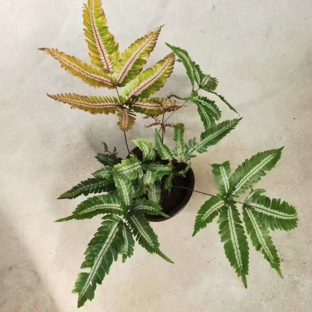 Three-Color Phoenix Fern Micro-Landscape Small Potted Green Wall Seedlings with Dense Leaves, Colorful Trendy Fern Plant, New and Unique Variety