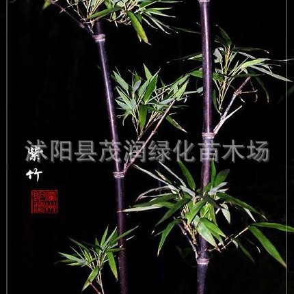 Саженцы для ландшафтного дизайна двора, фиолетовый бамбук, саженцы фиолетового бамбука, яркие саженцы, вечнозеленые растения, ландшафт сада