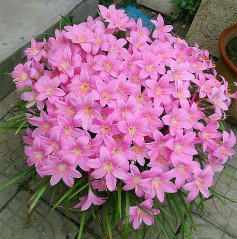 Wind and Rain Orchid Bulbs Pink Wind and Rain Orchid Plant Potted Bulb Flowers Blooming in All Seasons Green Plants Leek Ball Seedlings Wind and Rain Orchid