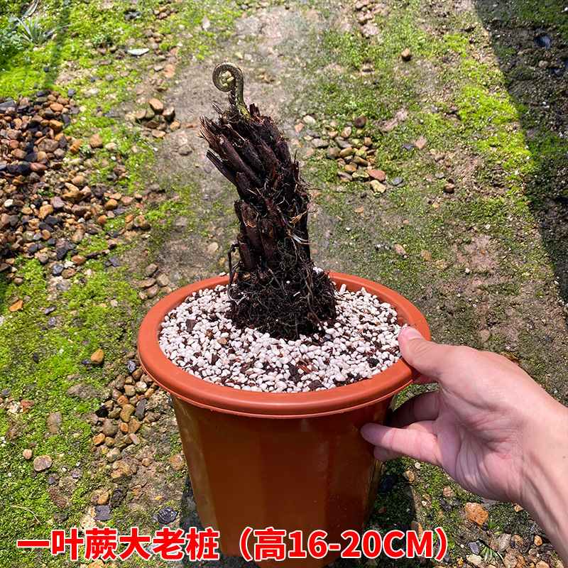 Internet Celebrity One-Leaf Fern Plant Ziqi Fern Potted Flower Bonsai Plant Indoor Old Pile Green Plant Ornaments Office