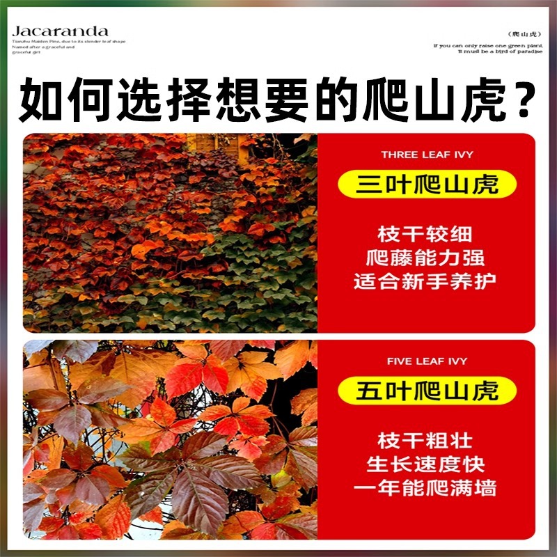 Vine Saplings, Evergreen All Year Round, Non-Leafing Courtyard Vine Plants, Three-Leaf and Five-Leaf Red Wall Climbing Seedlings