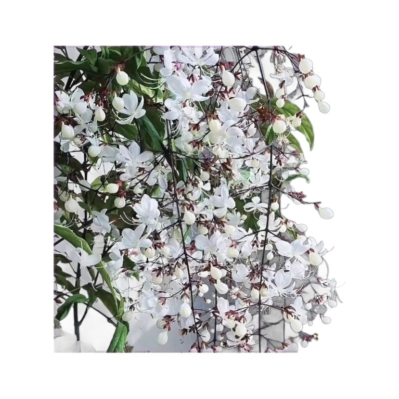 Jasmine flower seed seed climbing plant easy to live four seasons open sowing flowering indoor and outdoor plant seed