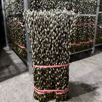 Свежие ветки серебристой ивы, экспортный класс A, 50 см, оптовая продажа, собственное производство