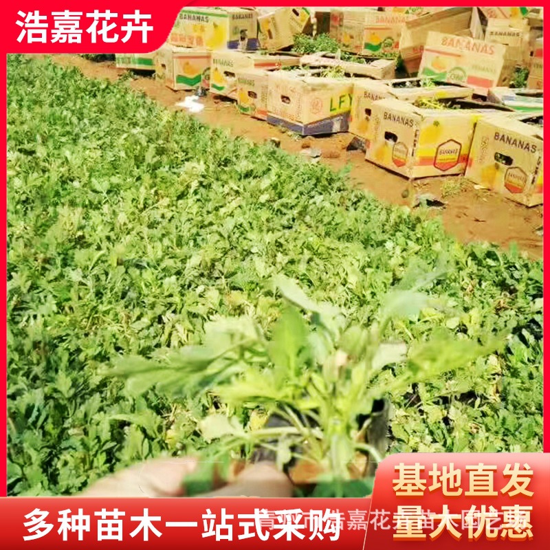 Саженцы удачи, горшечные, для озеленения парков, вечнозеленые саженцы, легкие в уходе и выращивании