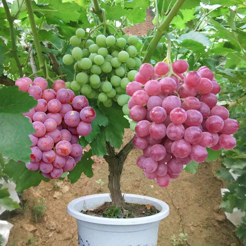 Grapevine Dajufeng Grape Seedlings Climbing Vines Sunshine Rose Cold-Resistant Sapphire Fruit Trees Planted in the North and South Fruit Seedlings