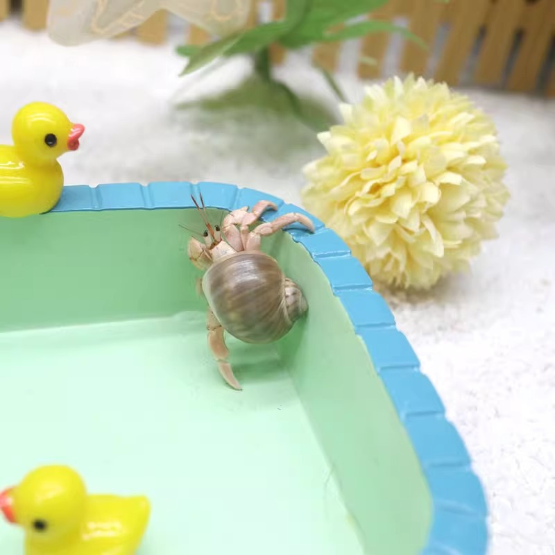 Hermit Crab Novice Package Breeding Box ~ Breeding Supplies, Crab Set, Desktop Pet, Kidsren's Gift