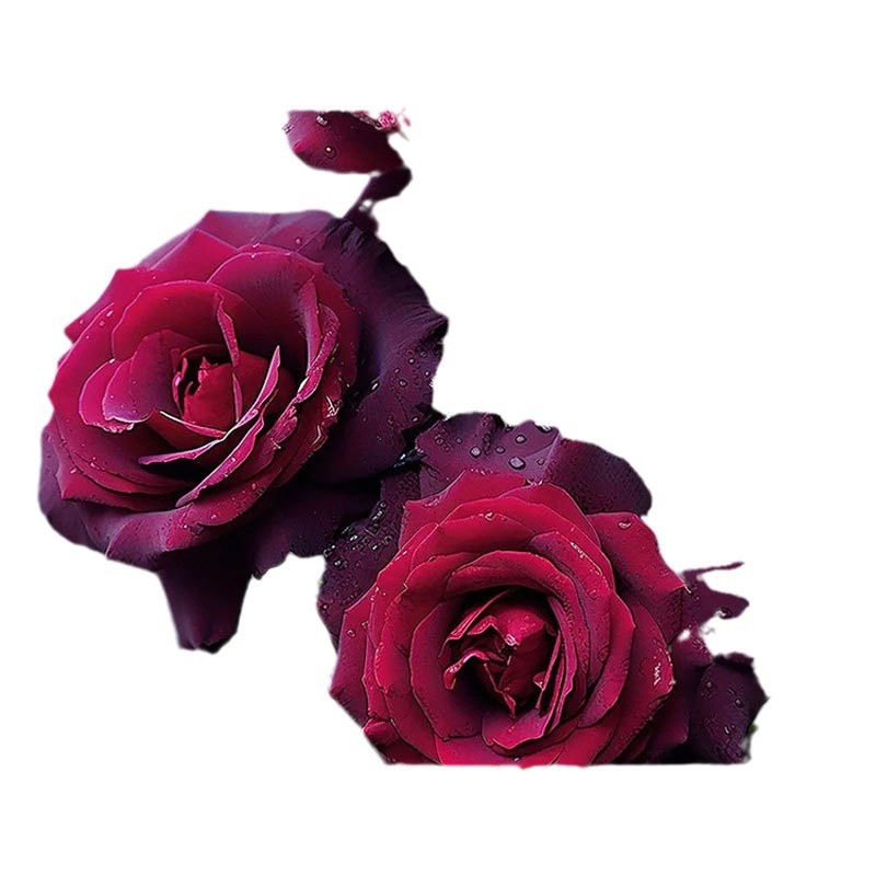 Black Buck Rose Flower Potted Old Pile Seedlings Velvet Dark Red Four-Season Balcony Courtyard Florals and Green Plants