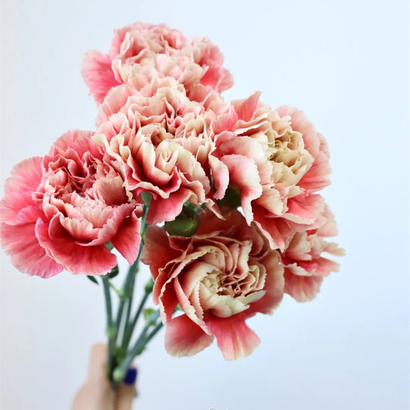 Carnation Flower Wholesale Yunnan Flower Base Direct Batch Mother's Day Flower Stall Flower Stall Community Group Purchase