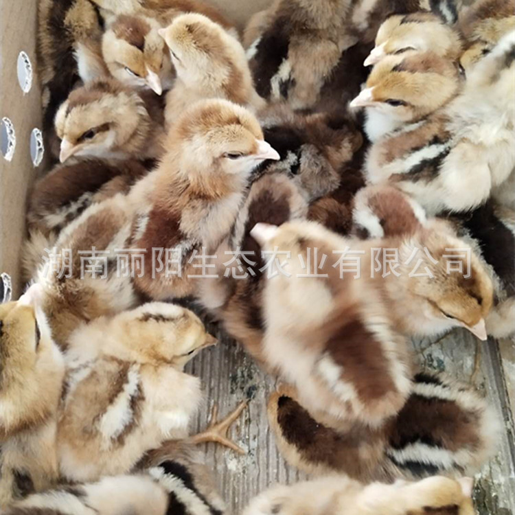 Incubator Wholesale Chicken Chicks Live Lingshan Hemp Chicken Chicks Big Red Rooster Chicks Out of the Shell Chicks and Warm Chicken Chicks