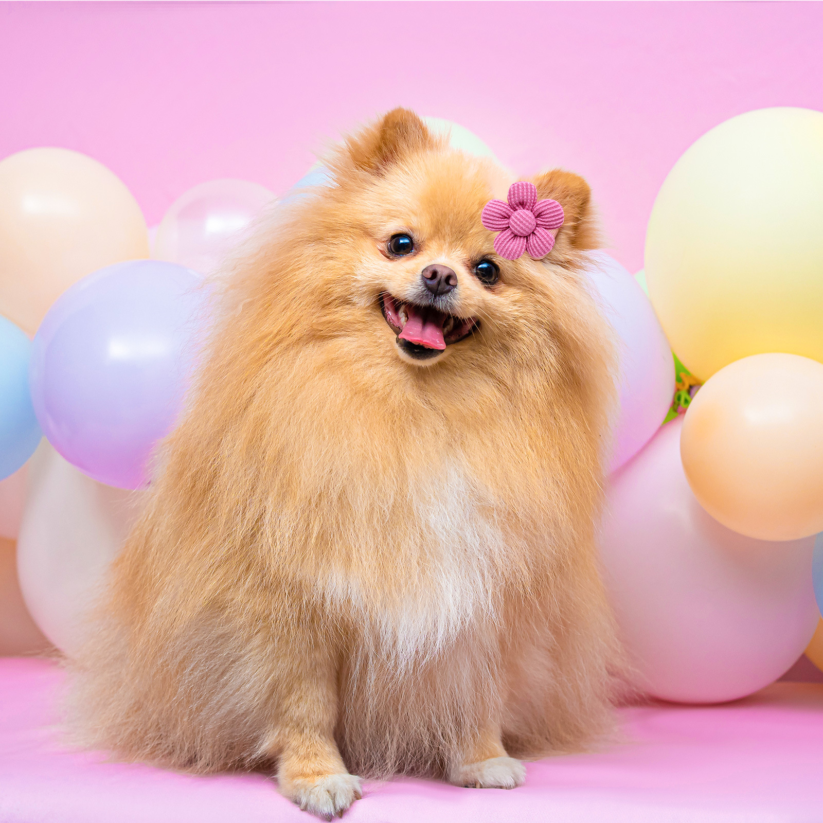 Cross-border New Pet Head Flower Spring Flower Pure Color Head Flower Dog Cat Pet Accessories Wholesale