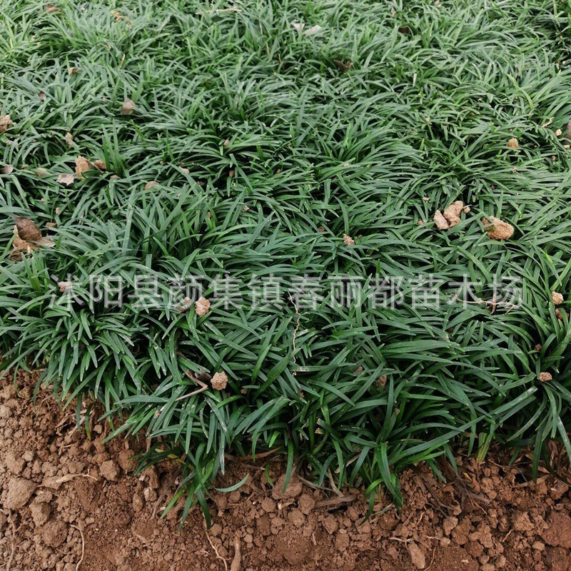 Villa Courtyard Greening Lawn Plants Japanese Low-Growing Ophiopogon Japonicus Cold-Resistant with Soil Fine-Leaf Ophiopogon Japonicus Seedlings Yu Longcao