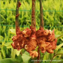 Yunnan Fresh Turmeric Wholesale Ginger Old Ginger New Ginger Fresh Block Ginger