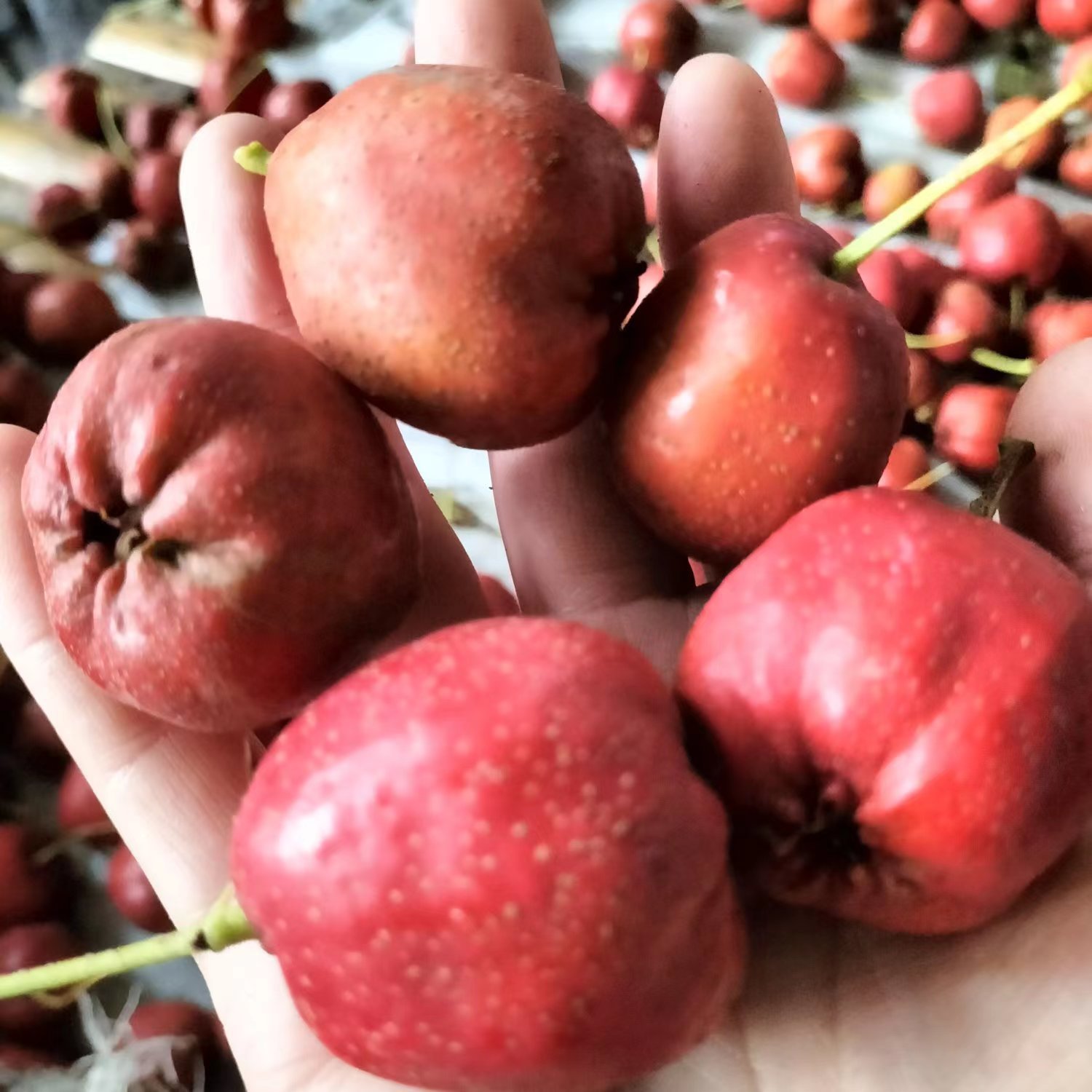 Большой пятигранный боярышник Прямые волосы из средней части плодов, 35-45 штук на фунт, прямые волосы из места происхождения, скидка на большие объемы