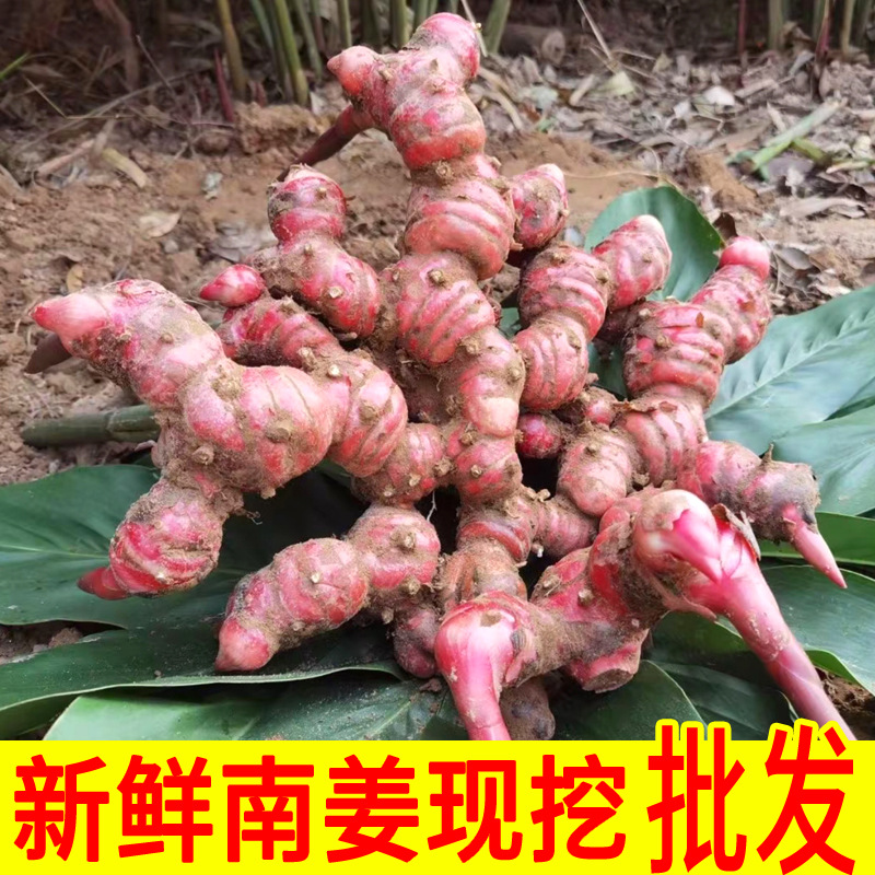 Аутентичный южный имбирь, отобранный дикий имбирь, свежевыкопанный мясной имбирь для хот-пота, тушеный вкус, убирает запах и рыбный привкус, усиливает свежесть приправы