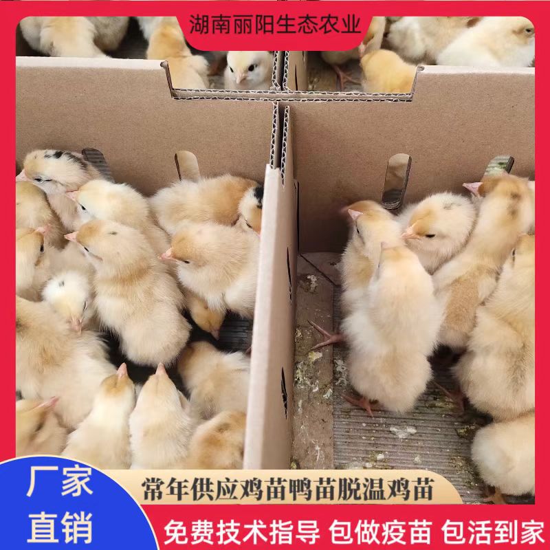 Chicken Seedlings, Hunan Yellow Chicken, Live Chicks, Female Seedlings, Small-Footed Native Chickens Running in the Forest, Easy to Live and Easy to Raise, Support Technical Guidance