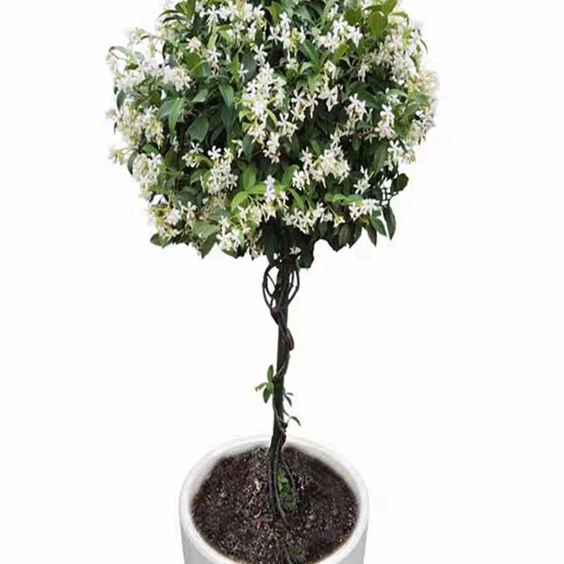 Windmill Jasmine Climbing Vine Potted Silver Jasmine Courtyard Balcony Outdoor Evergreen Aromatic Cold-Resistant Climbing Creeper Vine