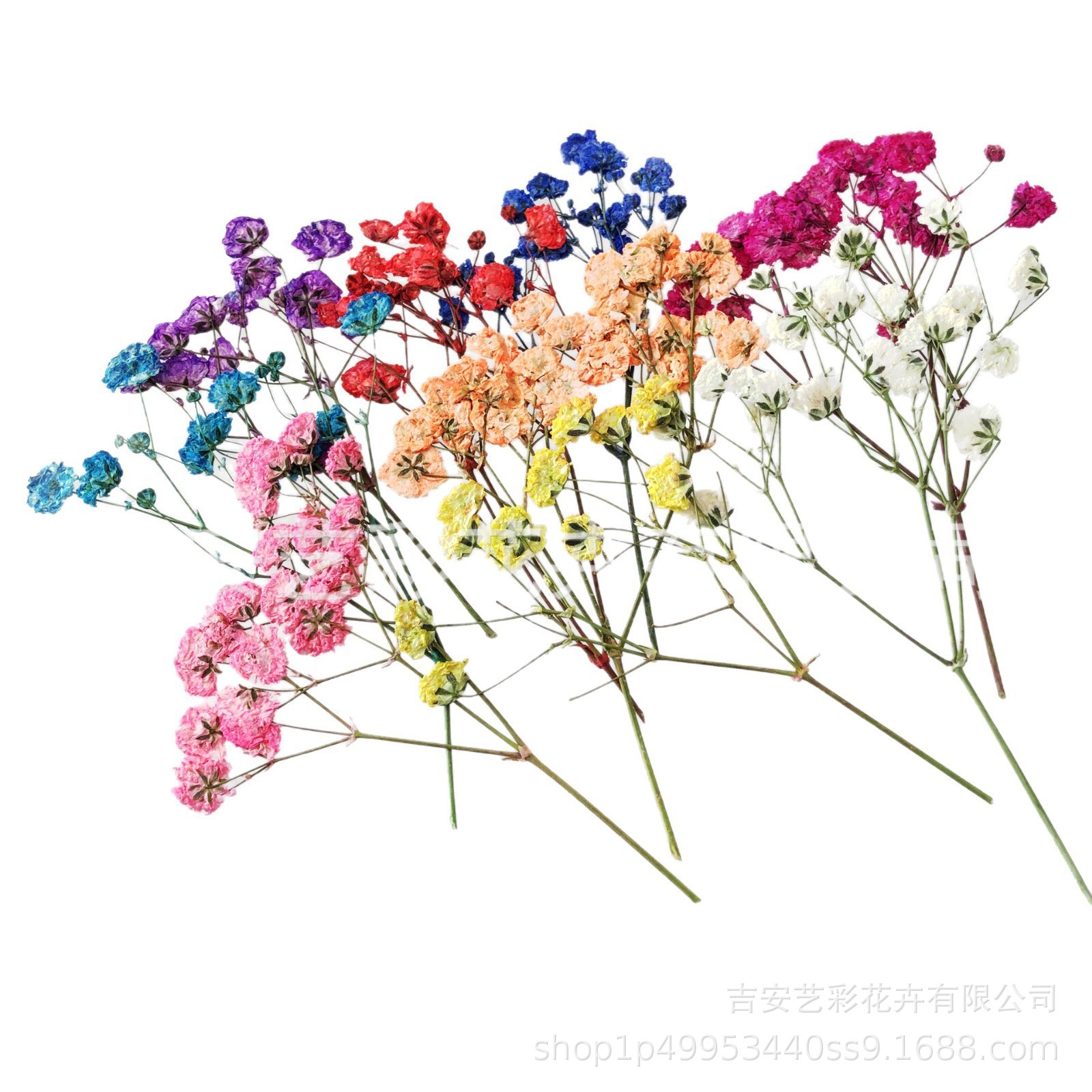 Gypsophila Dried Flower Embossed Wholesale DIY Photo Frame Glue Bookmark Embossed Flower Decoration with Branch Side Embossed Dried Flower Specimen