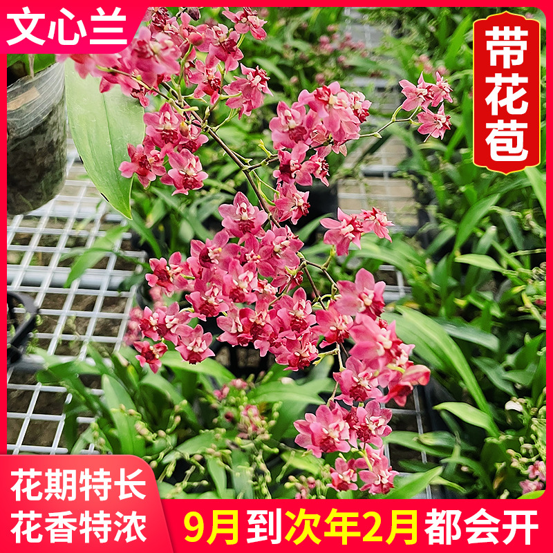 Orchid Seedlings Mengxiang Mini Oncidium Dancing Perfume Orchid Pink Strong Fragrance Easy to Grow Florals with Buds in Winter