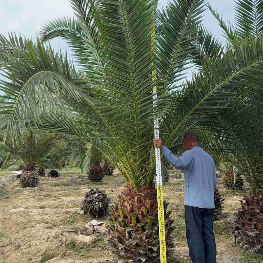 Fujian Canary Sea Date Palm Base Zhejiang Shanghai Canary Sea Date Wholesale Jiangsu Canary Sea Date Head
