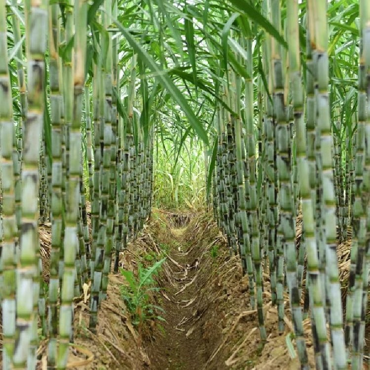 Fresh Gift Box from Wenzhou, Zhejiang, Sf Express, Green-Skinned Taoshan Freshly Cut Green-Skinned 5 Sugar Cane Fruit Cane Fruit Sugar Cane