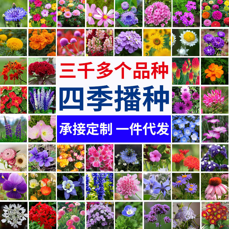 Популярные мелкие упаковки семян цветов, 60 видов, подходят для всех сезонов, для начинающих, семена цветов для уличного и домашнего садоводства