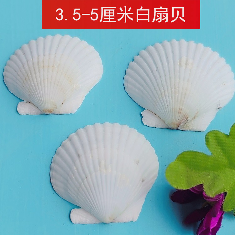 Natural White Shell Large White Scallop DIY Handmade Painting Graffiti Wall Sticker Hawaiian Shell Wholesale