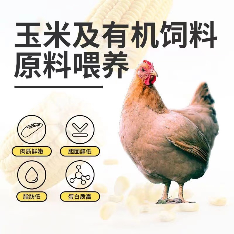 Mr. Kangaroo Instant Chicken Breast 50g High Protein Light Food Fitness Meal Fat Chicken Snack Bag