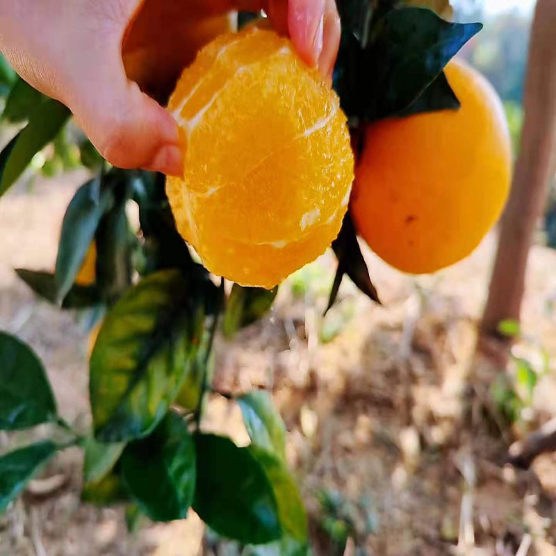 [Sf Express Delivery] Gan Nan Navel Oranges, Early-Ripening Variety, Fresh Fruit, Freshly Picked, 5kg Sweet Oranges, Wholesale from Ganzhou