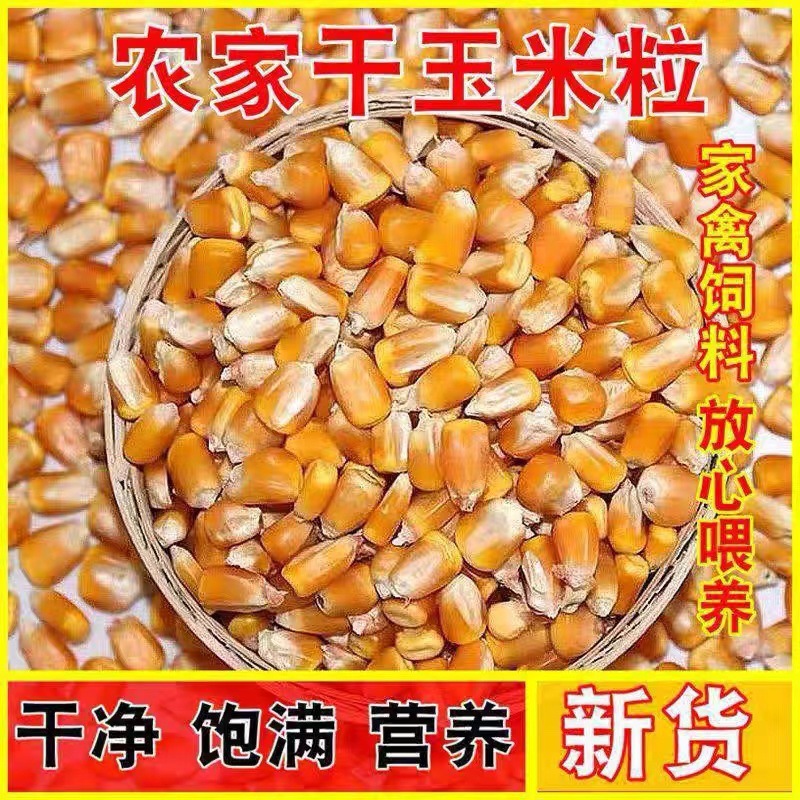 2024 New Northeast Large Corn Kernels 5kg Feed for Chickens, Ducks, Pigeons, Fishing, Brewing, New Grain Dry Corn Kernels, Pigeon Feed