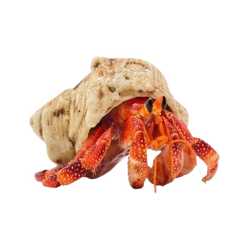 Hermit Crab Novice Package Feeding Box ~ Feeding Products Keeping with each other Crab suit Desktop Pet Gift for Children