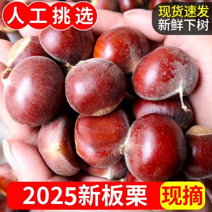 Свежие каштаны, собранные и жареные на месте фермерами, не масляные каштаны, крупные плоды из Дандуна, отправка от имени других