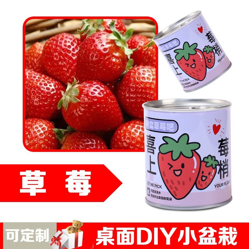 Children's Cans, Plant Pots, Indoor Desktop Ornaments, Mini Flower and Green Plant Planting Cans, Small Potted Plants Wholesale