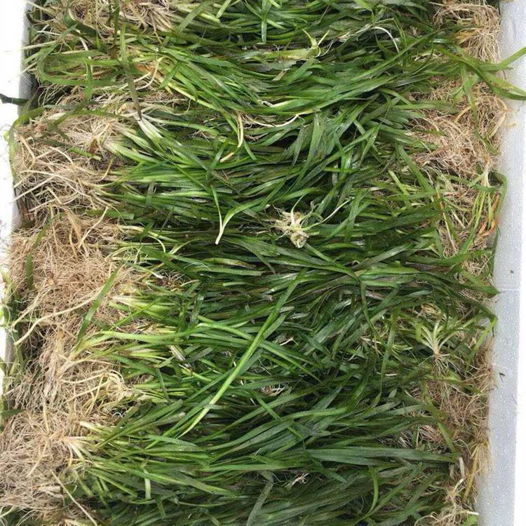 Ceratophyllum Dubium Dwarf Evergreen Ceratophyllum Dubium Undertakes Various Aquatic Plant Water Purification, Greening and Restoration Projects