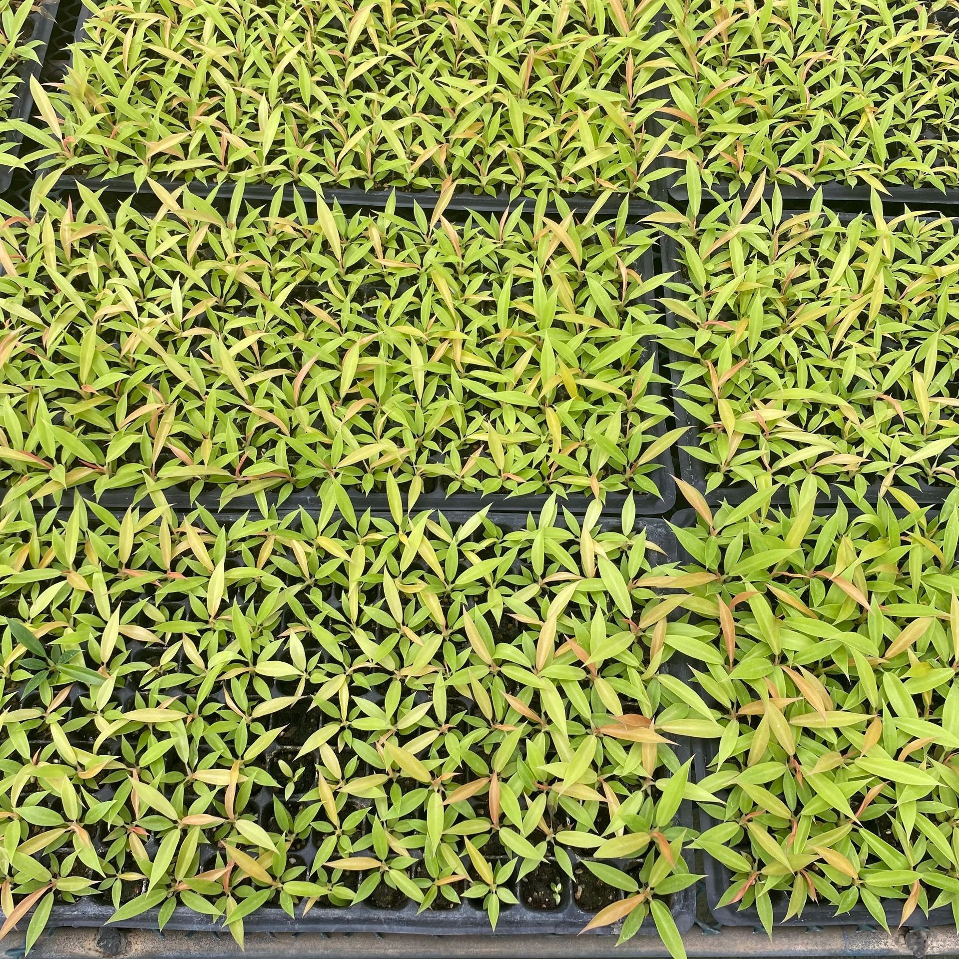 Source Wholesale Novelty Internet Celebrity Hot-Planted Gold Fire Ring Philodendron Modern Office Home Green Plant Seedlings Wholesale