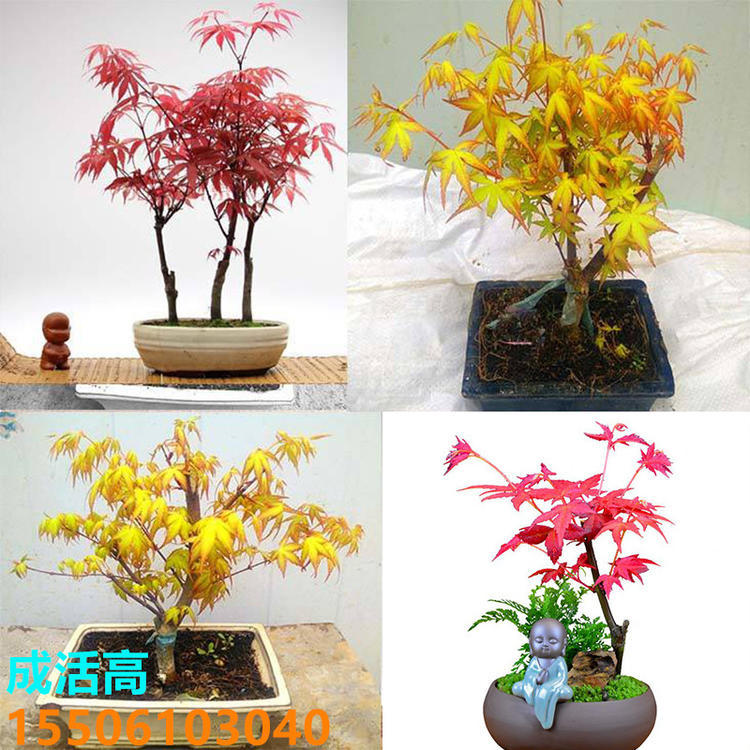 Wholesale Feather Maple Dance Peacock Japanese Red Maple Seedlings Saplings Red Dancer Tree Seedlings Potted Plants Planted in the North and South