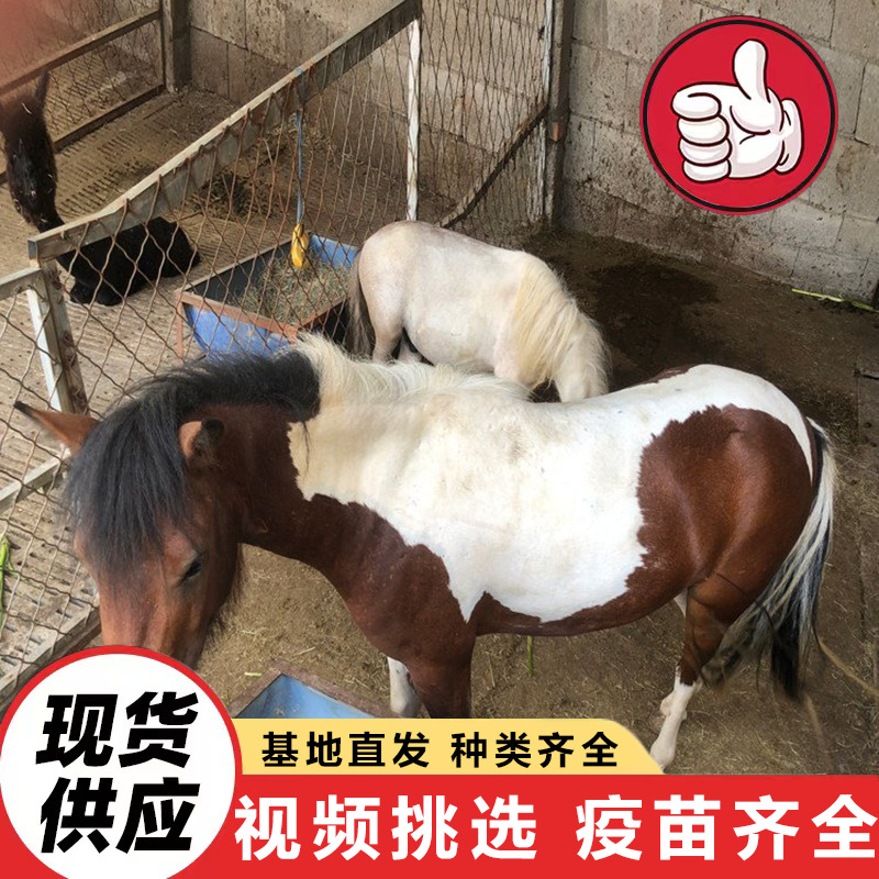 Чистокровные карликовые лошади на продажу на фермах, цены на пони для детей, мини карликовые лошади для просмотра и взаимодействия в живописных местах