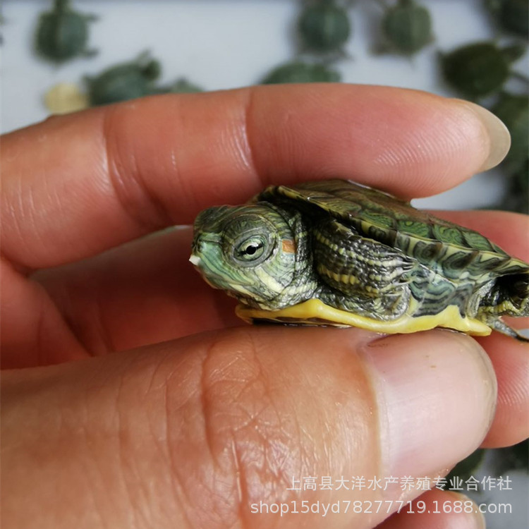 Small Brazilian tortoise pet turtle living creature red-eared turtle water turtle stall wholesale big turtle golden turtle seedlings