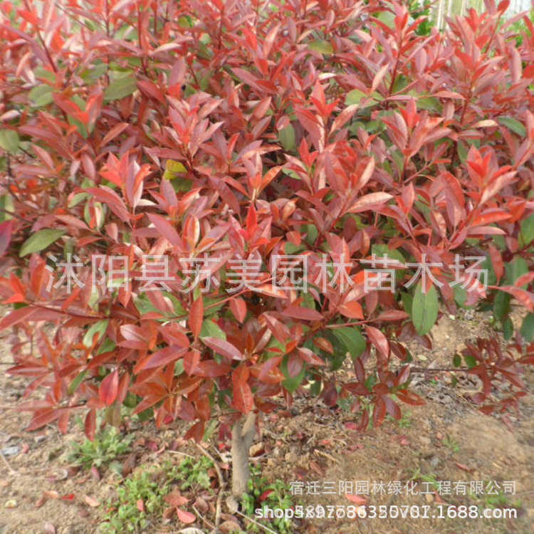 Саженцы вереска с красными листьями для озеленения дворов, горшечные саженцы красного робина, саженцы вереска для ландшафта