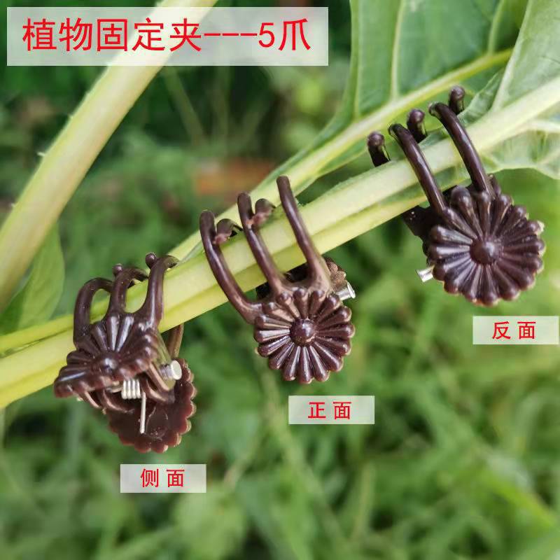 Зажим для фаленопсиса, зажим для поддержки вьющихся растений, фиксирующий зажим в форме лозы, специальный цветочный зажим для садоводства
