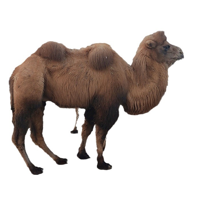 Cute Pet Camels for Sale, Ornamental Baby Camels, Adult Camels for Riding in Scenic Spots, Single and Double Humped Camels for Rent