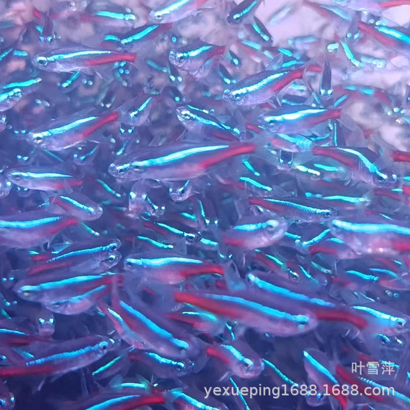 Traffic light fish living lights small fish swimming aquarium grass tank freshwater tropical ornamental fish fishing farm wholesale direct sales