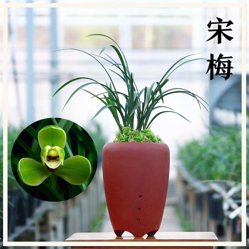 Songmei Chunlan, the Four Old Varieties of Fragrant Orchids, Longzi Jiyuanwangzi, the Eight Old Varieties of Flowers