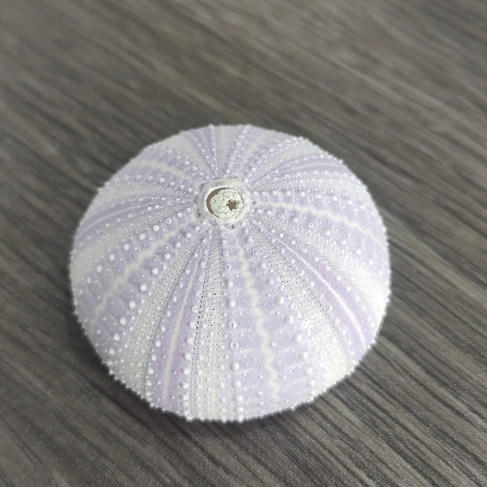 Natural Purple Sea Urchin Core Shell Conch Creative DIY Mediterranean Nordic Decoration Air Pineapple Fleshy Flower Pot