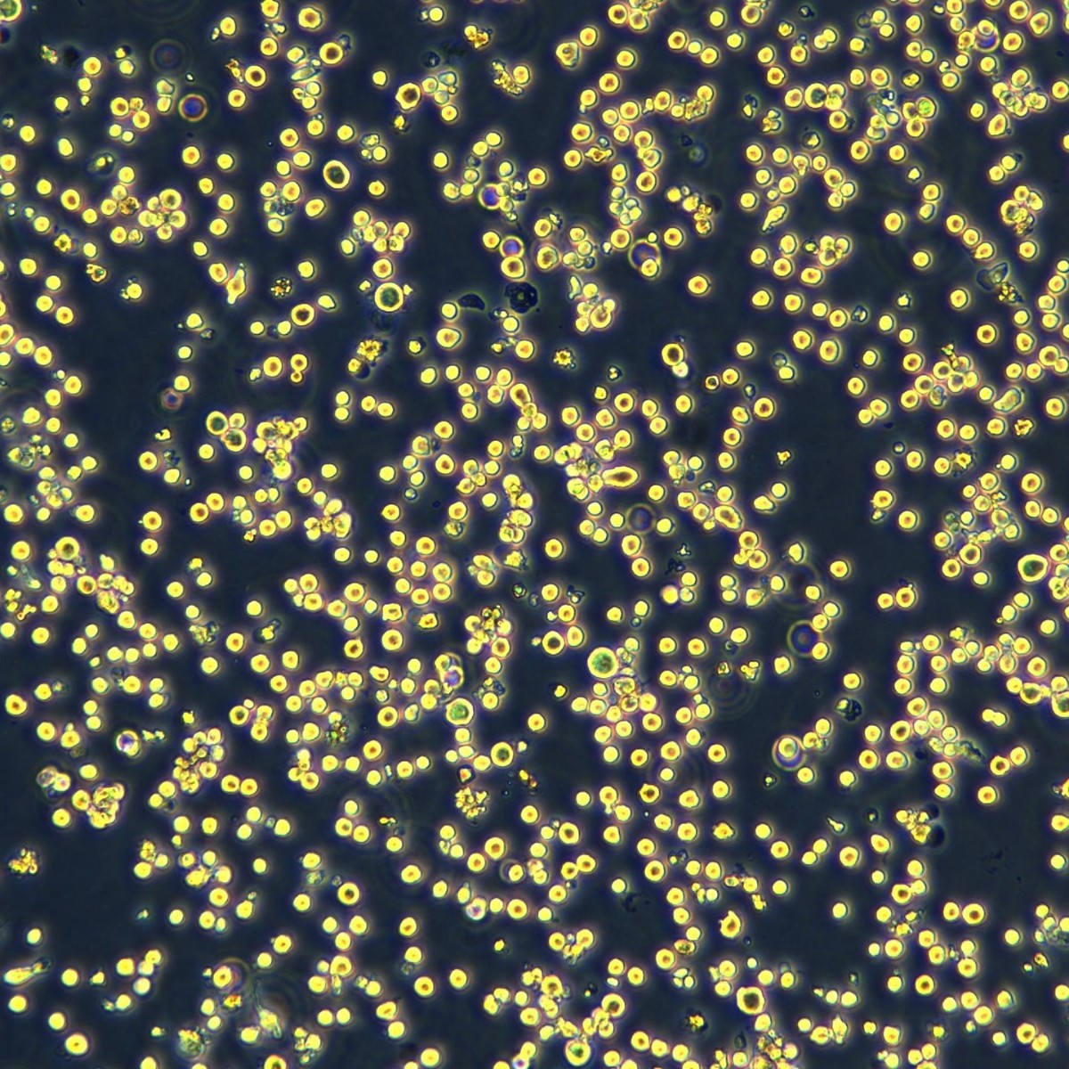 Клетки множественной миеломы Meisen Ctcc Rpmi-8226