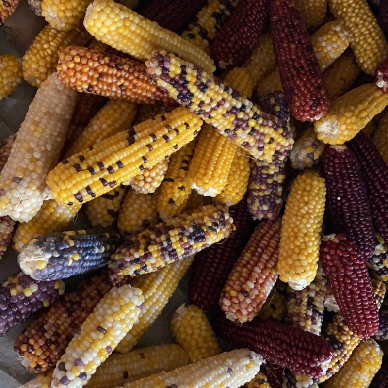 The Manufacturer Supplies Popular Mini Corn Hamster Molar Sticks, Corn Golden Bears, Rabbits, Chinchillas, Molar Corn