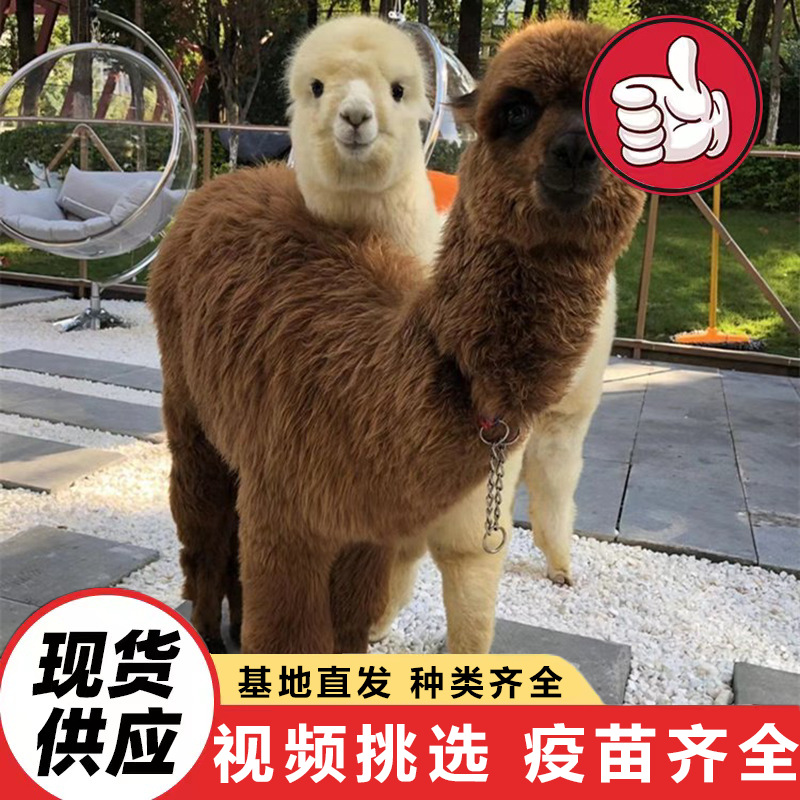 Cute Pet Alpaca Live Feeding Interactive Spitting Alpaca Family Park Pet Alpaca Price