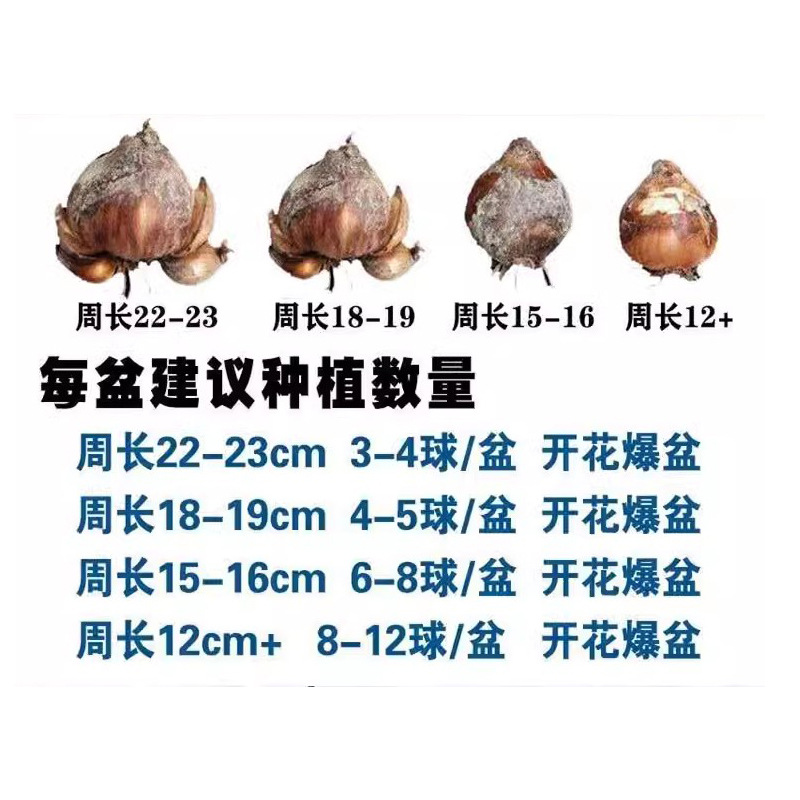 Narcissus Bulbs New Year's Eve Florals Winter Indoor Cold-Resistant Water-Raised Potted Plants Double-Petaled Narcissus Live When Exposed to Water