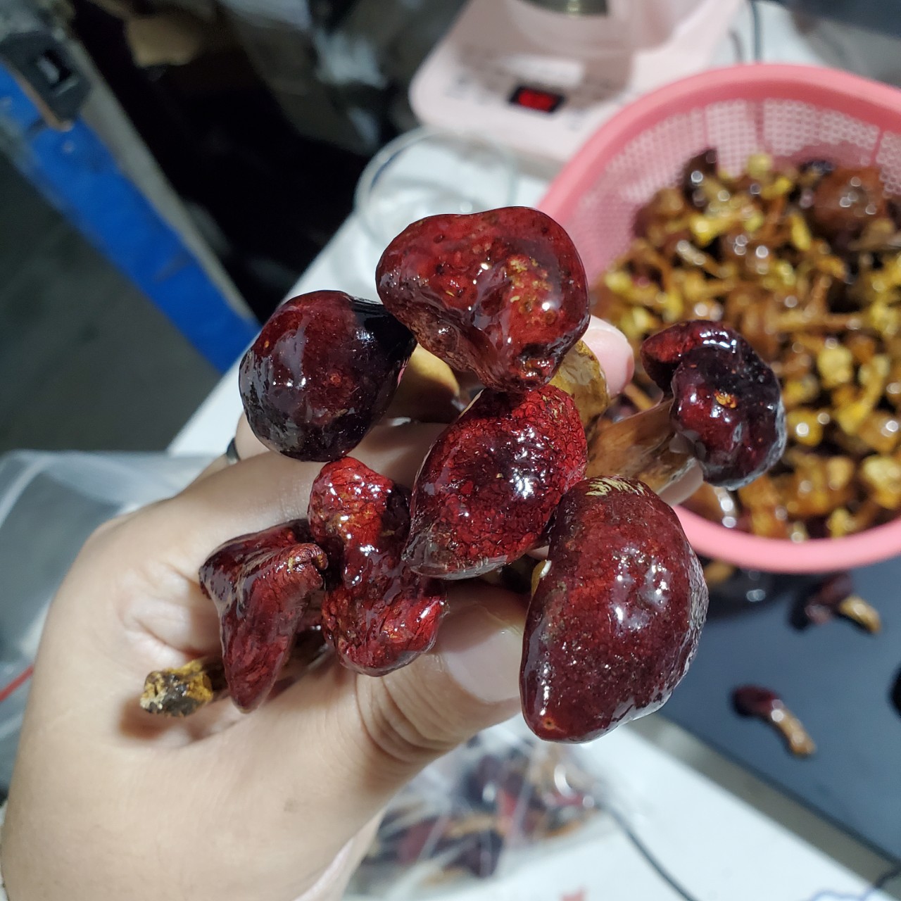 Glue Red Mushroom Earrings Small Mushroom Hair Accessories Real Flowers Dried Flowers Semi-Finished Handmade Resin DIY Decoration Materials