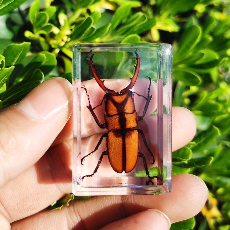 Amazon Cross-border New Real Insect Specimen Transparent Resin Spider Autumn Armor Scarlet Scorpion Butterfly Popular Science